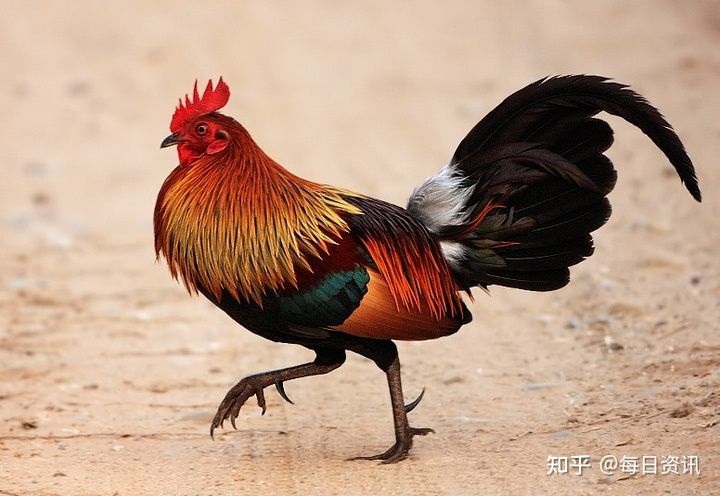 1鸡女2022年运势完整版，1981年鸡男2022年运势完整版"