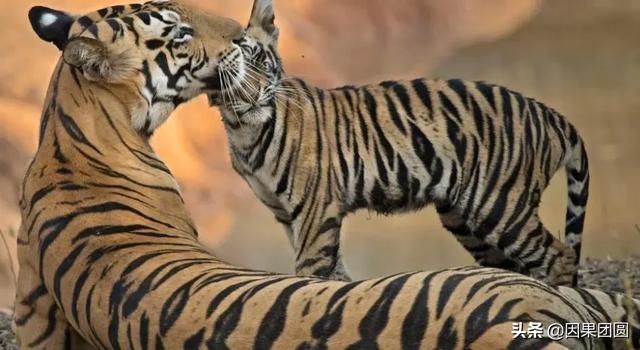 早上虎好还是晚上虎好，为什么说属虎女命硬