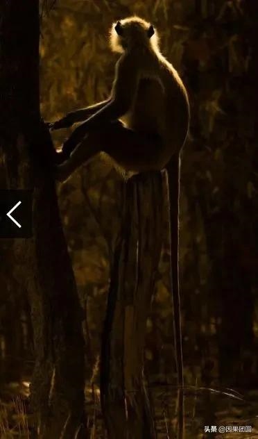 早上虎好还是晚上虎好，为什么说属虎女命硬