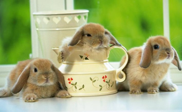 5年属兔女人的命运,1975年5月女属兔是什么命"