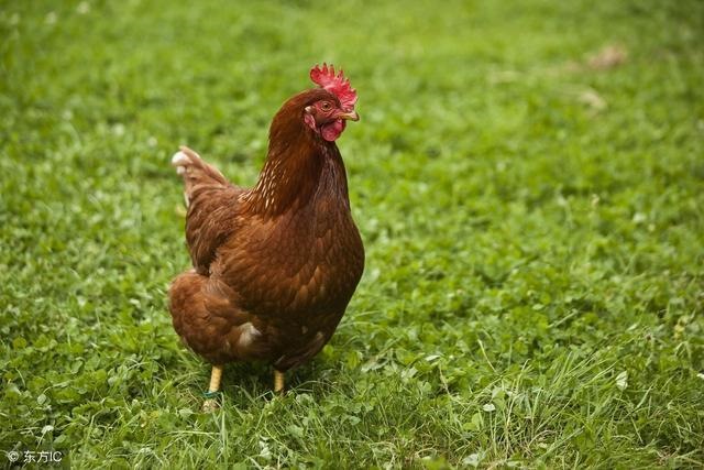 属鸡农历几月大富大贵,谁是属鸡人的最旺配偶