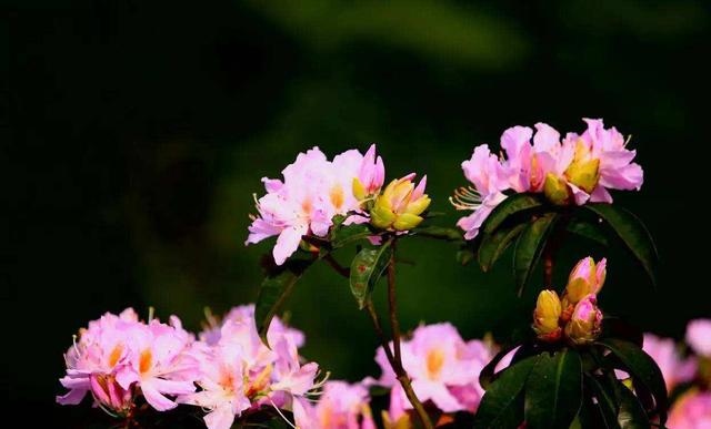 五六月份是什么星座，三月双鱼与二月双鱼