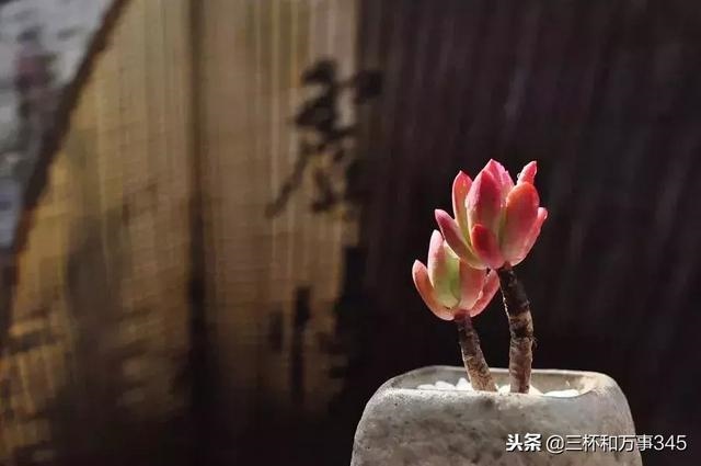 属龙一生大劫年，1988年属龙一生三劫