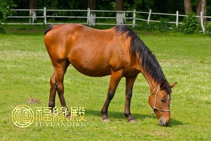 属马的大四岁属什么,男属马和女属虎相差4岁