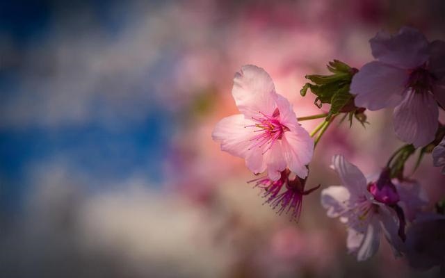 9年鸡下半年财运如何，2022