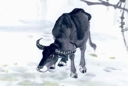 1年属牛女一生运势,1961年属牛几月出生好"