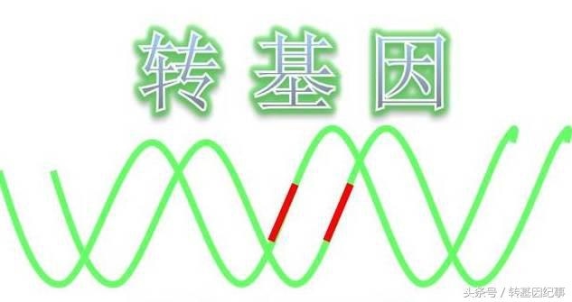 转基因就是杂交是不是，转基因与杂交是一回事吗