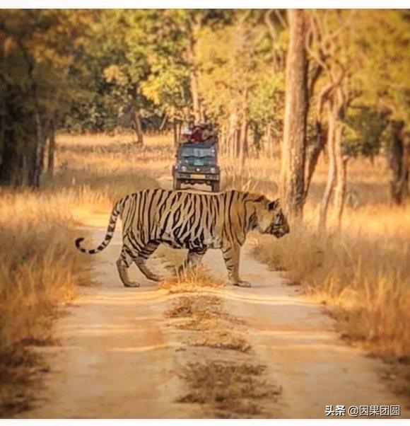 早上虎好还是晚上虎好，为什么说属虎女命硬