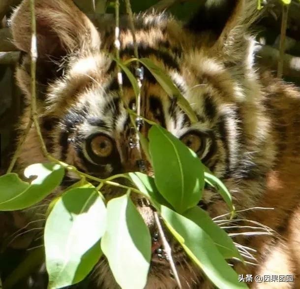 早上虎好还是晚上虎好，为什么说属虎女命硬
