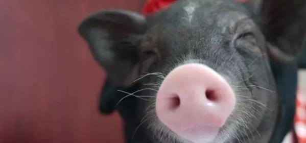 3年2022年属猪运势，83猪2022年运势完整版"