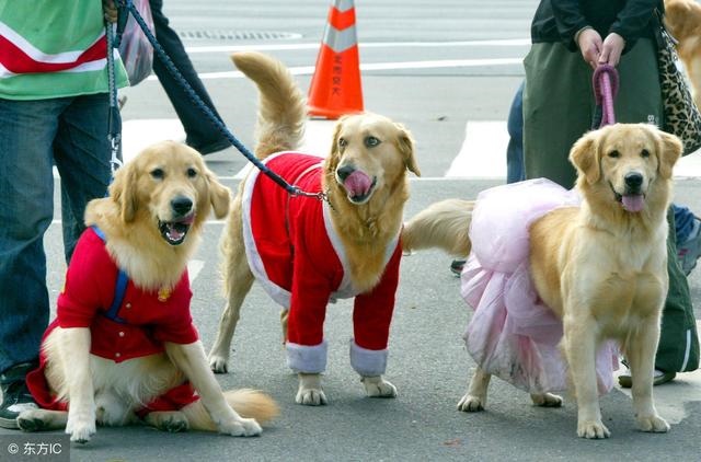属狗的6合贵人，94年属狗的女生要晚婚