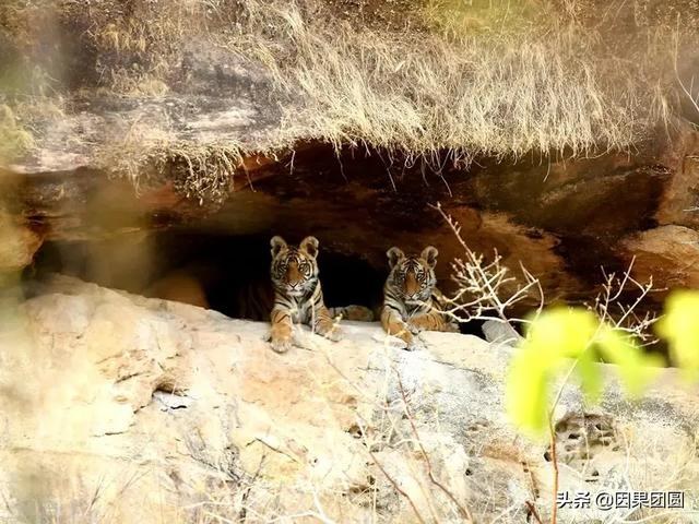 早上虎好还是晚上虎好，为什么说属虎女命硬