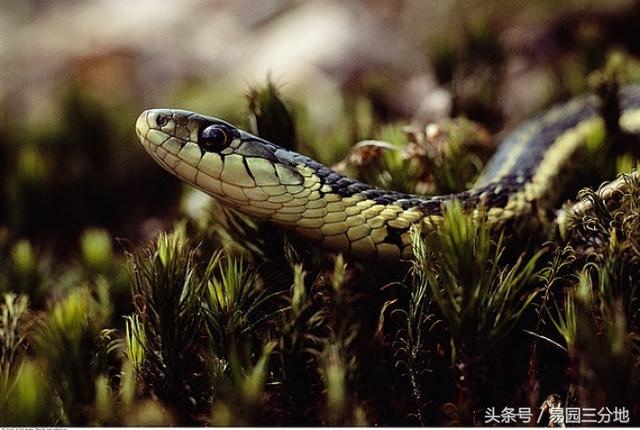 属蛇忌讳的出生时辰，属蛇人出生月时辰命运