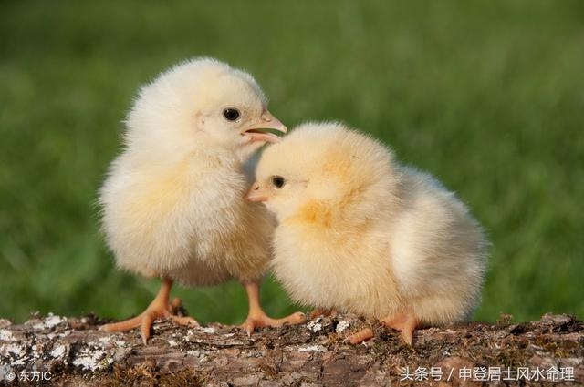 为啥属鸡的婚姻不顺利，93年属鸡多大结婚更好