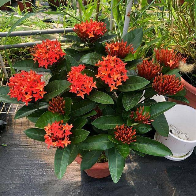 属龙家中养什么更好，几月的属龙不适合养狗