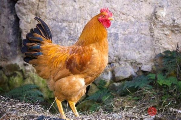 1年属鸡何时离婚，81年属鸡女命运"