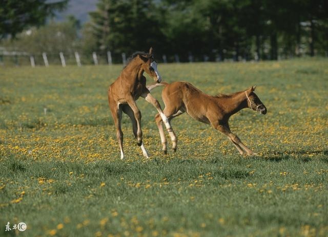 马与马婚配怎么样，属马和属马的夫妻结局