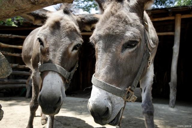 驴和马为什么会生出骡子，马和驴只能生骡子吗