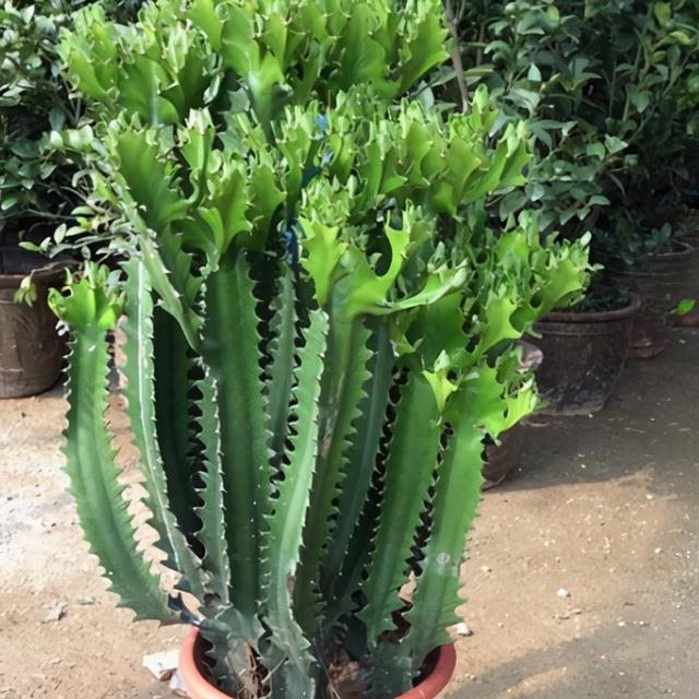 属龙家中养什么更好，几月的属龙不适合养狗