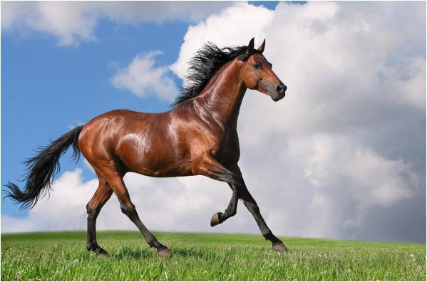 马和马怎么配对的，驴是怎么配对