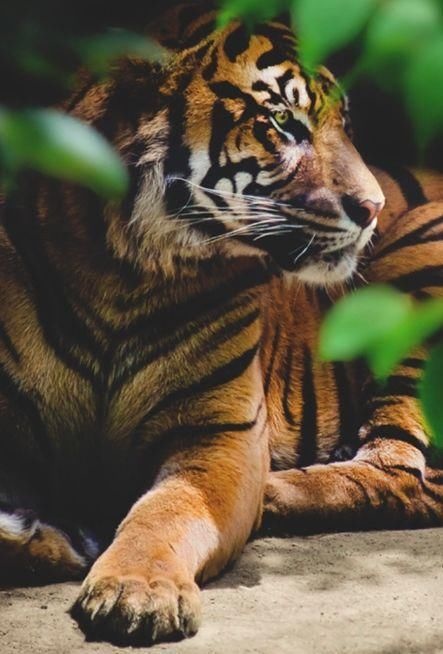 八月虎为什么不好，属猴和虎为什么不好