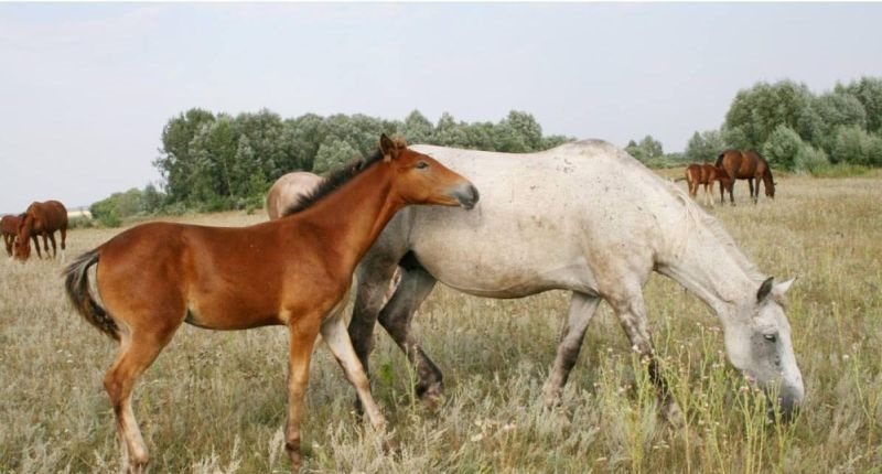 马和马怎么配对的，驴是怎么配对