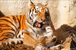 今年生肖虎的运势好不好，74年属虎47岁有一灾2022