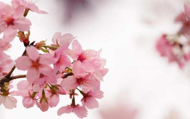 9年鸡下半年财运如何，2022