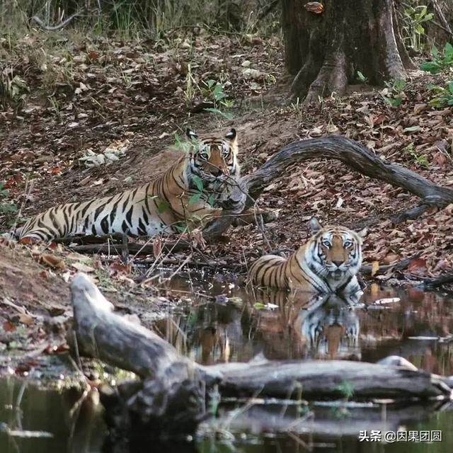 早上虎好还是晚上虎好，为什么说属虎女命硬