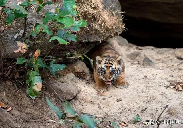 早上虎好还是晚上虎好，为什么说属虎女命硬