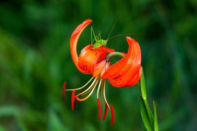 属蛇人2022年全年感情运势，2023年属蛇人的全年运势