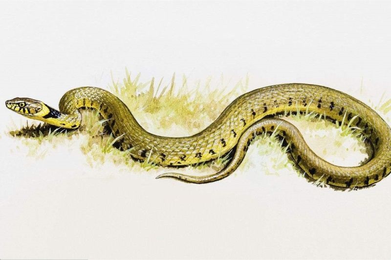 蛇和什么属相最配，属免和什么属相最配