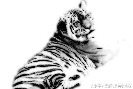 属虎男和什么属相最配，属虎男配什么属相女