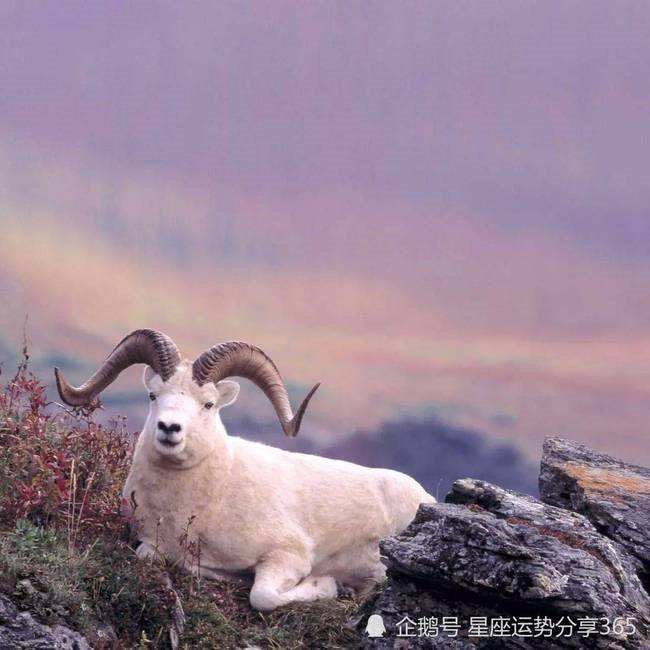 女属龙的和男属羊的配吗，属鼠男和属什么的最合适婚配