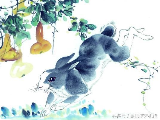 023年兔年不宜添丁，2023兔好还是2024龙好"