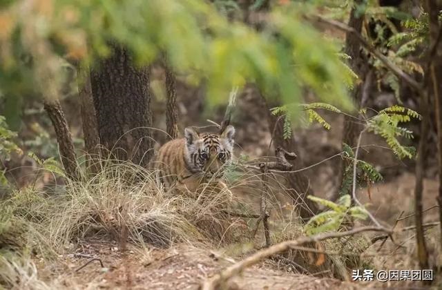 早上虎好还是晚上虎好，为什么说属虎女命硬