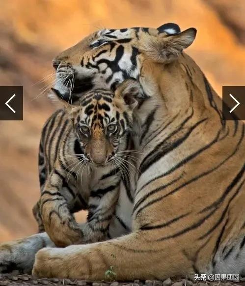 早上虎好还是晚上虎好，为什么说属虎女命硬