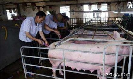 公猪和母猪如何配，女性人类动物马和人