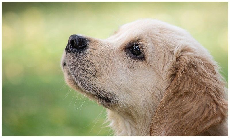 022年属狗人的全年运势，2022