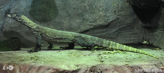 022年属龙人结婚吉日，属龙的明年虎年可以结婚吗"