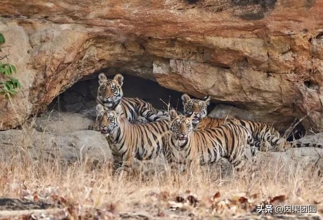 早上虎好还是晚上虎好，为什么说属虎女命硬