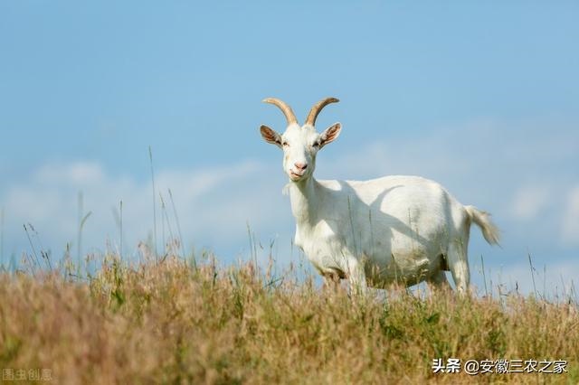 羊和羊能配吗好不好，属羊跟属羊的婚姻怎么样