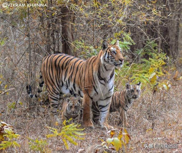 早上虎好还是晚上虎好，为什么说属虎女命硬