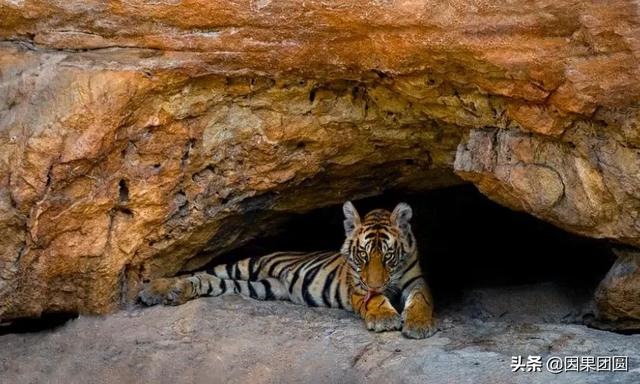 早上虎好还是晚上虎好，为什么说属虎女命硬