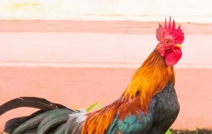 005出生属鸡的学业有成吗，2005年属鸡男孩高考运2023"