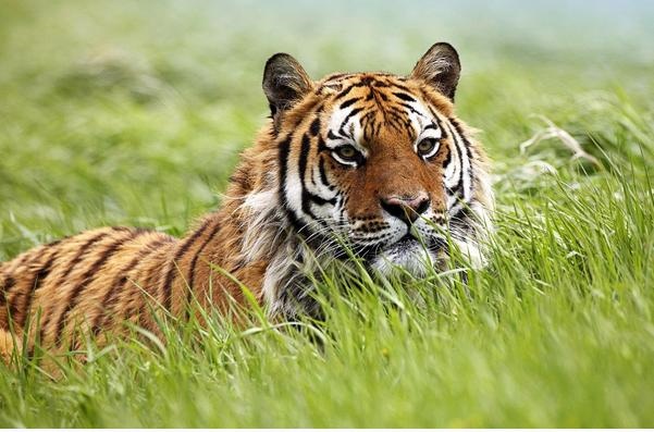 2岁是几几年的属什么的，42岁猴是什么命"