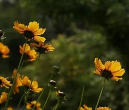 属蛇女32岁2022年好不好，属蛇人虎年运势2022