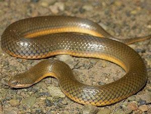 5年属蛇的人晚年命运,属蛇1977年四十以后命"