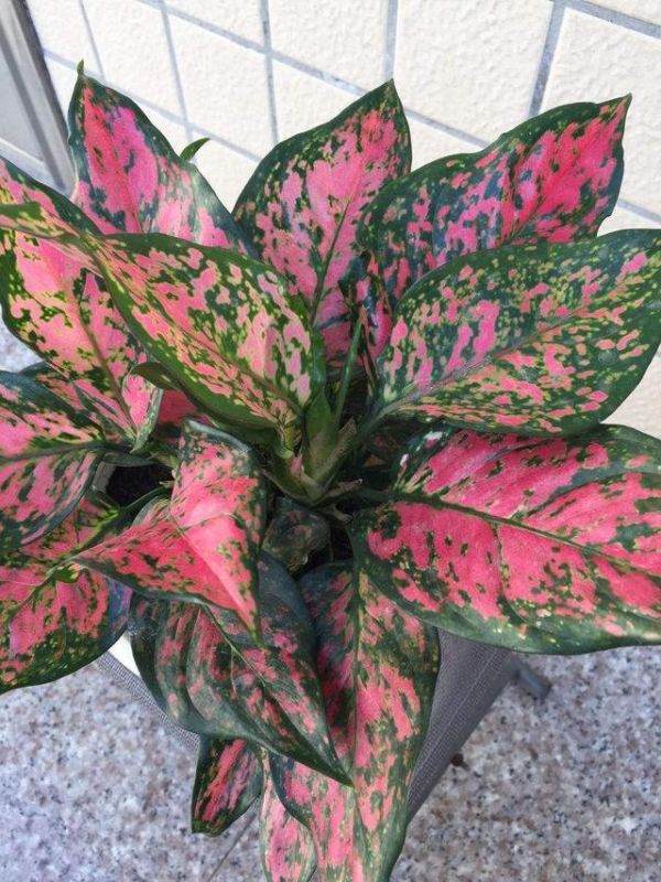 属蛇人家中摆什么好，属蛇人更大靠山是谁