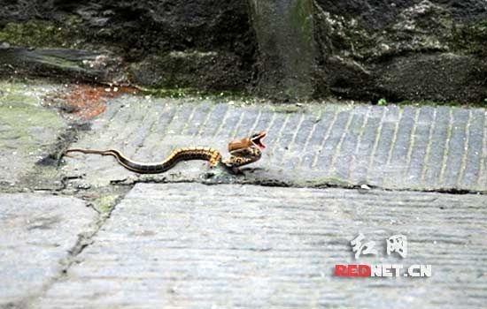 女虎和男蛇其实非常配，86年属虎的36岁会死